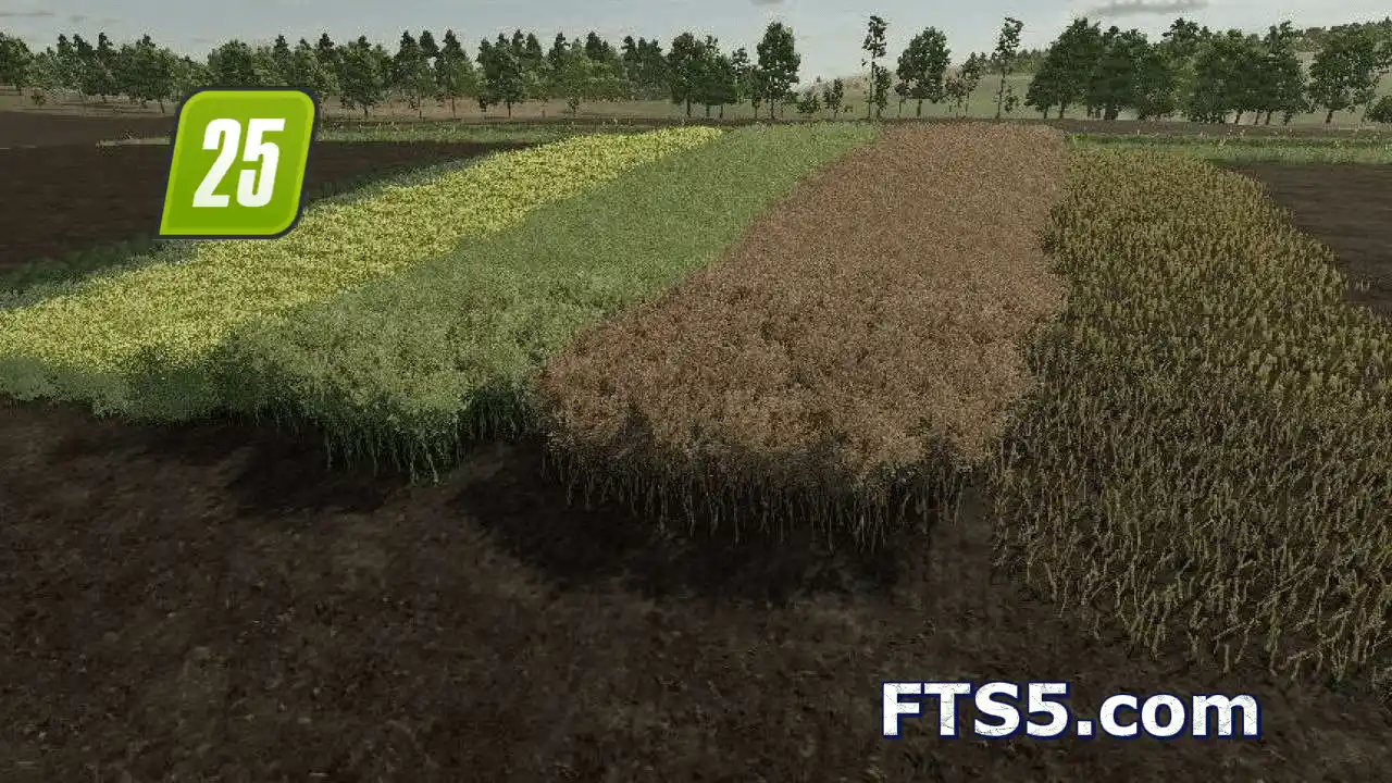 欧洲油菜的真实生长周期 v1.1